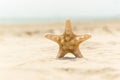 Sea star standing on golden sand near sea. Couple on summer vacation concept Royalty Free Stock Photo