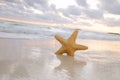 Sea star starfish on beach, blue sea and sunrise