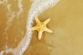 Sea star or starfish on golden sandy shore after the tide.