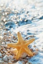 Sea star or starfish on pebbles beach in summer day.