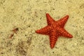 Starfish on sand