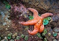 Sea Star starfish wasting disease