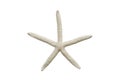 Sea star or starfish white on white