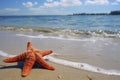 Sea star on a tropical sand beach, copyspace for text. Concept of summer relaxation Royalty Free Stock Photo