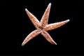 Sea starfish with a lot of small tentacles