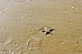 Sea starfish Royalty Free Stock Photo