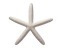 Sea Starfish. Ocean animals mollusk. Dried Star fish on white isolated background. Close-up top view object