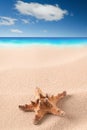Sea starfish on sandy beach Royalty Free Stock Photo