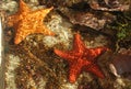 Sea stars