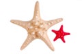 Sea stars isolated Royalty Free Stock Photo