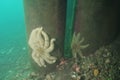 Sea stars on pier