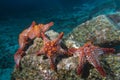 Sea stars in a reef colorful underwater landscape Royalty Free Stock Photo