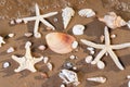 Sea Stars and Sea Shells on wet sand on the beach at sunrise