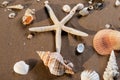Sea Stars and Sea Shells on wet sand on the beach at sunrise