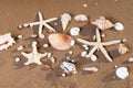 Sea Stars and Sea Shells on wet sand on the beach at sunrise