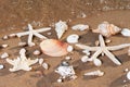 Sea Stars and Sea Shells on wet sand on the beach at sunrise