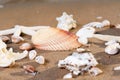 Sea Stars and Sea Shells on wet sand on the beach at sunrise