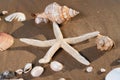 Sea Stars and Sea Shells on wet sand on the beach at sunrise