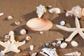 Sea Stars and Sea Shells on wet sand on the beach at sunrise