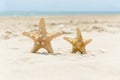 2 sea stars standing on golden sand near sea. Couple on summer vacation concept Royalty Free Stock Photo