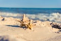 2 sea stars standing on golden sand near sea. Couple on summer vacation concept Royalty Free Stock Photo