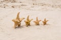 4 sea stars standing in row on golden sand near sea. Family summer vacation concept Royalty Free Stock Photo