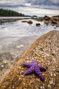 Sea stars or starfish on a rock exposed by the low tide in Oregon