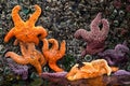 Sea stars or starfish on a rock exposed by the low tide in Oregon