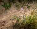 Sea stock plant aka Matthiola sinuata growing on sand dune, UK. With purple flowers.