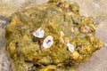 Sea stone on sand covered with seaweed shells ocean life background design tropical beach