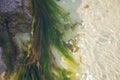 Sea stone in seaweed in ocean water on a clear summer Royalty Free Stock Photo