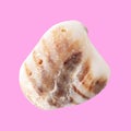 Sea stone from shell isolated on pink background Royalty Free Stock Photo