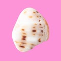 Sea stone from shell isolated on pink background Royalty Free Stock Photo