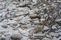 sea stones and boughs background Royalty Free Stock Photo