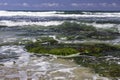 Sea stones covered with green algae among the foamy waves at low tide Royalty Free Stock Photo