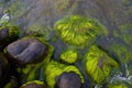 Sea stones with green moss Royalty Free Stock Photo