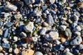 Sea stones and shells Royalty Free Stock Photo