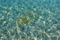 Sea stones in the sea water. Pebbles under water. The view from the top. Nautical background. Clean sea water. Transparent sea Royalty Free Stock Photo