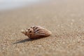 Sea striped seashell on a sandy clean smooth beach on a Sunny day