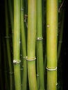 Vertical Bamboo Stems