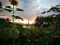 A sea of sunflowers Royalty Free Stock Photo