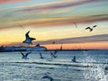 Sea sunset colorful sky, birds fly in harbor,water splash  light reflection on seawater, Ship on horizon , blue sky and pink fluff Royalty Free Stock Photo