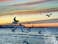 Birds fly in harbor ,Sea sunset colorful sky, birds fly in harbor,water splash light reflection on seawater, Ship on horizon , bl