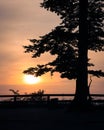 Sea sunset with pine tree in foreground. Royalty Free Stock Photo