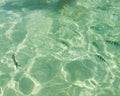Sea surface aerial view of crystal clear green turquoise rippled sea water reflect light and clownfish on beach shallow water Royalty Free Stock Photo