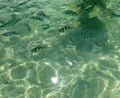 Sea surface aerial view of green turquoise rippled sea water reflect light and clownfish on beach shallow water for background Royalty Free Stock Photo