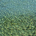 Sea surface of sandy shoal