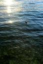 Sea surface with the sun and single seagull on clear water Royalty Free Stock Photo