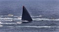 Sea Syd Hobart Leader Boats Royalty Free Stock Photo