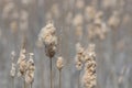 Sea of tall grass cattails in fall - nature background - closeup detail of foreground cattails